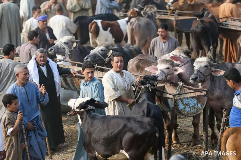 Egyptians buy calves at a cattle market in Al Manashi village, ahead of the Muslim festival of sacrifice Eid al-Adha, in Giza, on the outskirts of Cairo, Egypt on July 1, 2022. Eid al-Adha, or the feast of sacrifice, fal...