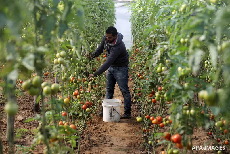 Palestinian farmers collects tomatoes, in the Gaza Strip on January 30 , 2022. The vegetable and fruit in Gaza strip are witnessing a significant increase in prices. Photo by Majdi Fathi