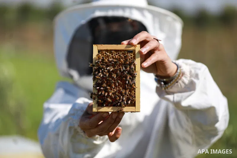 This picture taken on April 30, 2023 shows Palestinian beekeeper Miassar Khoudair, 35, wears protective outfits as she checks honeycomb frames at the apiary, east of the Jabalia camp in the northern Gaza strip. Internati...