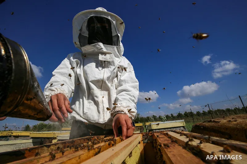 This picture taken on April 30, 2023 shows Palestinian beekeeper Miassar Khoudair, 35, wears protective outfits as she checks honeycomb frames at the apiary, east of the Jabalia camp in the northern Gaza strip. Internati...