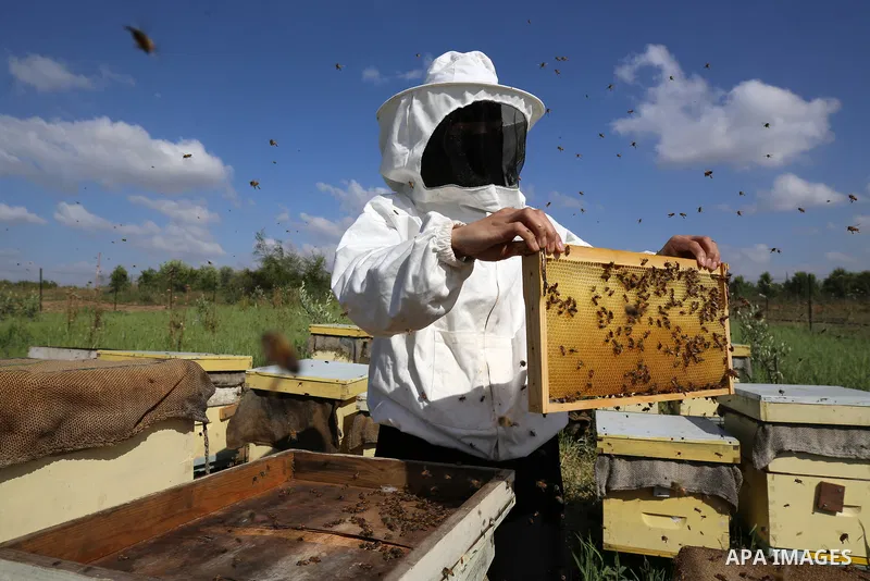 This picture taken on April 30, 2023 shows Palestinian beekeeper Miassar Khoudair, 35, wears protective outfits as she checks honeycomb frames at the apiary, east of the Jabalia camp in the northern Gaza strip. Internati...