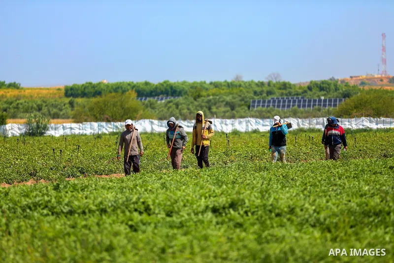 Palestinian farmers plant the potato at a farm, in Gaza city on May 4, 2023. Photo by APA\ apaimages