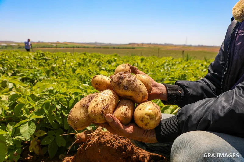 Palestinian farmers plant the potato at a farm, in Gaza city on May 4, 2023. Photo by APA\ apaimages