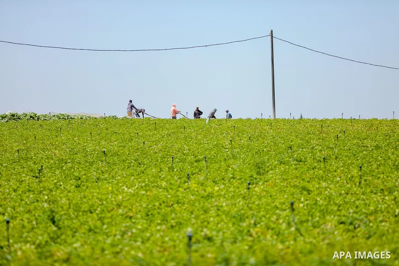 Palestinian farmers plant the potato at a farm, in Gaza city on May 4, 2023. Photo by APA\ apaimages
