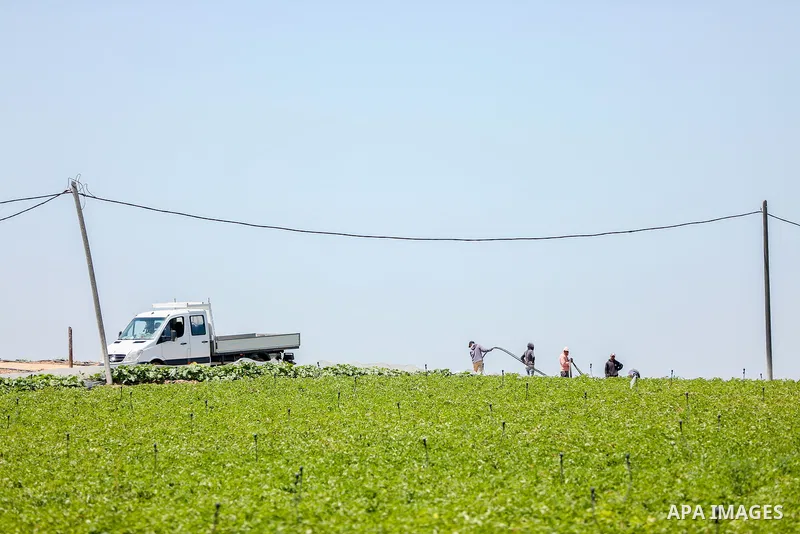 Palestinian farmers plant the potato at a farm, in Gaza city on May 4, 2023. Photo by APA\ apaimages
