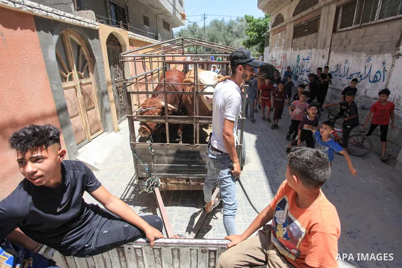 Palestinians gather around calves ahead of Muslim festival of Eid Al-Adha, the Feast of Sacrifice, in Zawaida in the center of Gaza strip on June 27, 2023. Eid al-Adha or the feast of sacrifice, which falls at this month...