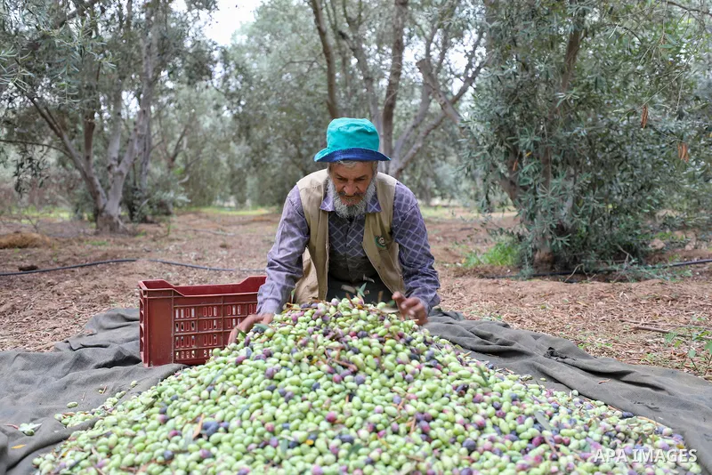 Palestinian farmers pick olives from trees during the harvest season, in the Bureij refugee camp in the central Gaza Strip on October 02, 2023. Nearly half of all Gaza’s agricultural land is planted with olive trees, and...
