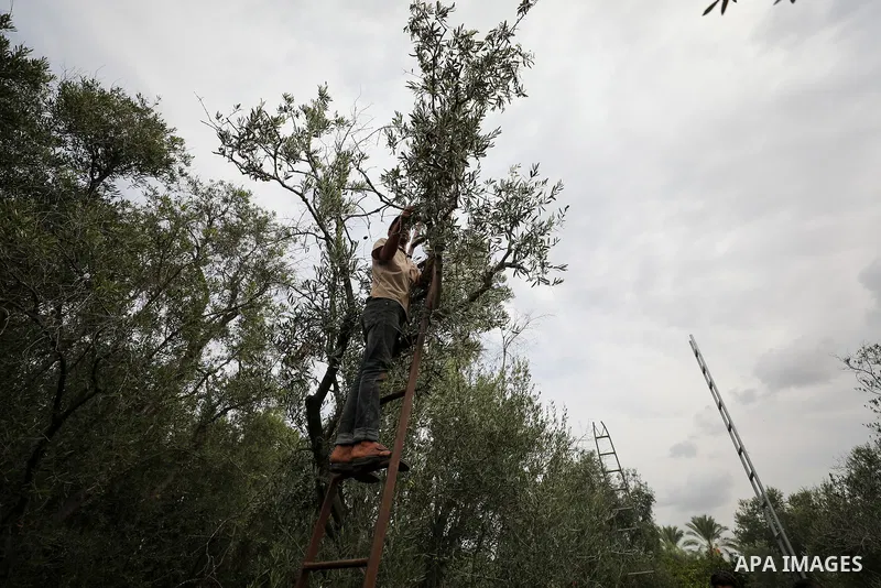 Palestinian farmers pick olives from trees during the harvest season, in the Bureij refugee camp in the central Gaza Strip on October 02, 2023. Nearly half of all Gaza’s agricultural land is planted with olive trees, and...