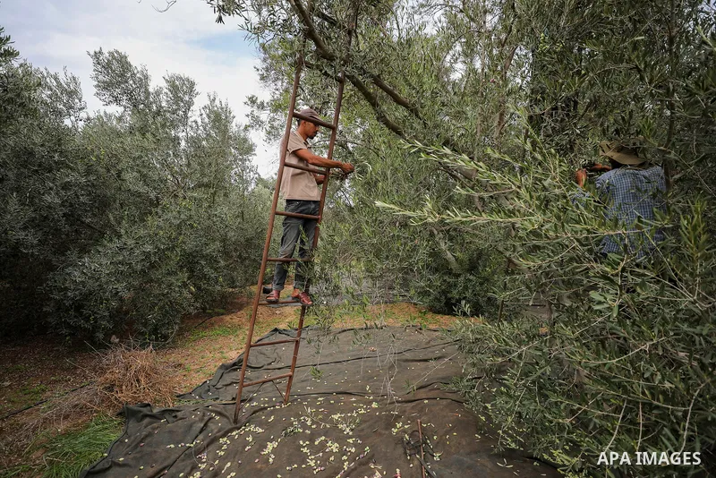 Palestinian farmers pick olives from trees during the harvest season, in the Bureij refugee camp in the central Gaza Strip on October 02, 2023. Nearly half of all Gaza’s agricultural land is planted with olive trees, and...