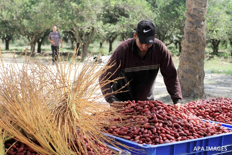 Palestinian farmers harvest dates from a palm tree during harvest season in Deir al-Balah in the central Gaza Strip on October 03, 2023. The date palm is considered one of the most important fruit crops in Palestine. It...