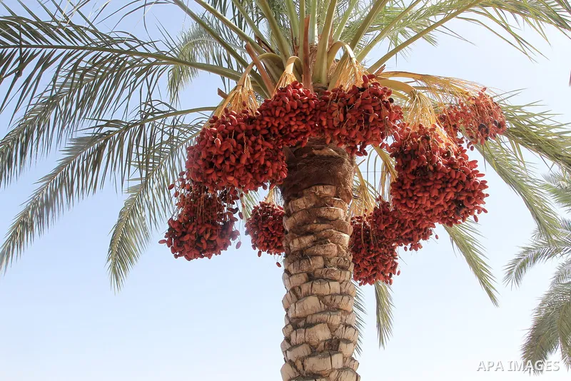 Palestinian farmers harvest dates from a palm tree during harvest season in Deir al-Balah in the central Gaza Strip on October 03, 2023. The date palm is considered one of the most important fruit crops in Palestine. It...