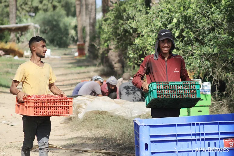 Palestinian farmers harvest dates from a palm tree during harvest season in Deir al-Balah in the central Gaza Strip on October 03, 2023. The date palm is considered one of the most important fruit crops in Palestine. It...