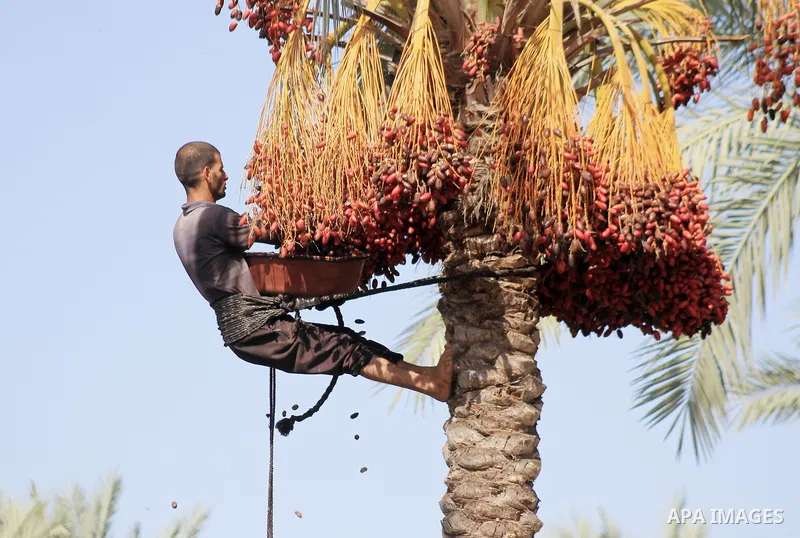 Palestinian farmers harvest dates from a palm tree during harvest season in Deir al-Balah in the central Gaza Strip on October 03, 2023. The date palm is considered one of the most important fruit crops in Palestine. It...