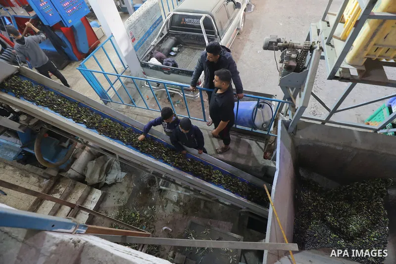 Palestinians make oil with freshly-harvested olives in Zawaida, in the central Gaza Strip on November 28, 2023, on the fourth day of a truce in fighting between Israel and Hamas. The Israeli government said on November 2...
