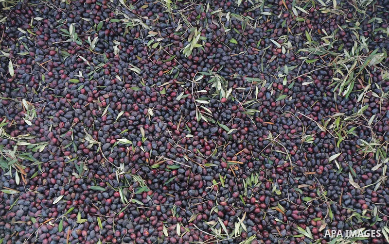 Palestinians make oil with freshly-harvested olives in Zawaida, in the central Gaza Strip on November 28, 2023, on the fourth day of a truce in fighting between Israel and Hamas. The Israeli government said on November 2...
