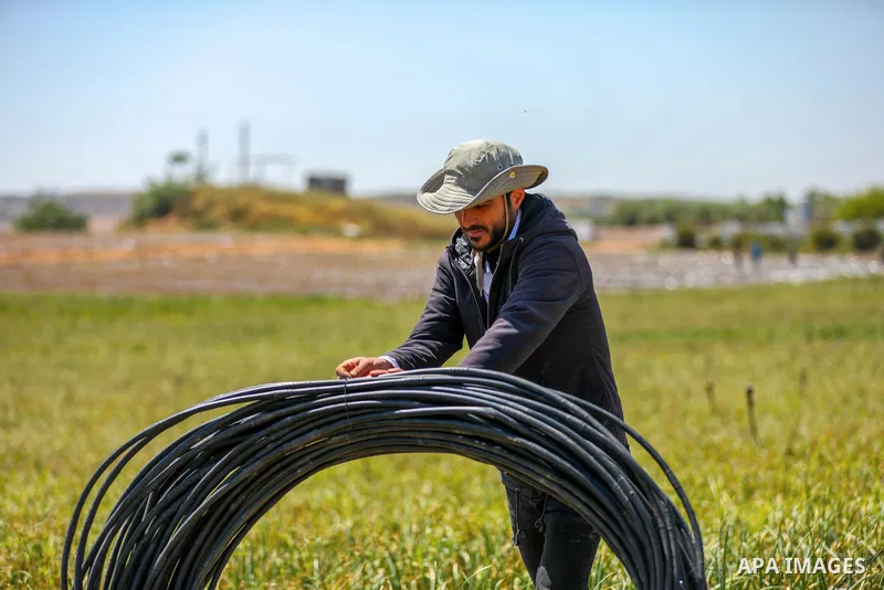 Palestinian farmers plant the potato at a farm, in Gaza city on May 4, 2023. Photo by APA\ apaimages