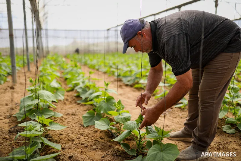 Palestinian farmer Azmi Arheim cultivates his land in the al-Zeitoun neighborhood of Gaza City on September 28, 2026, as he works to restore his livelihood amid widespread damage to the agricultural sector. According to...