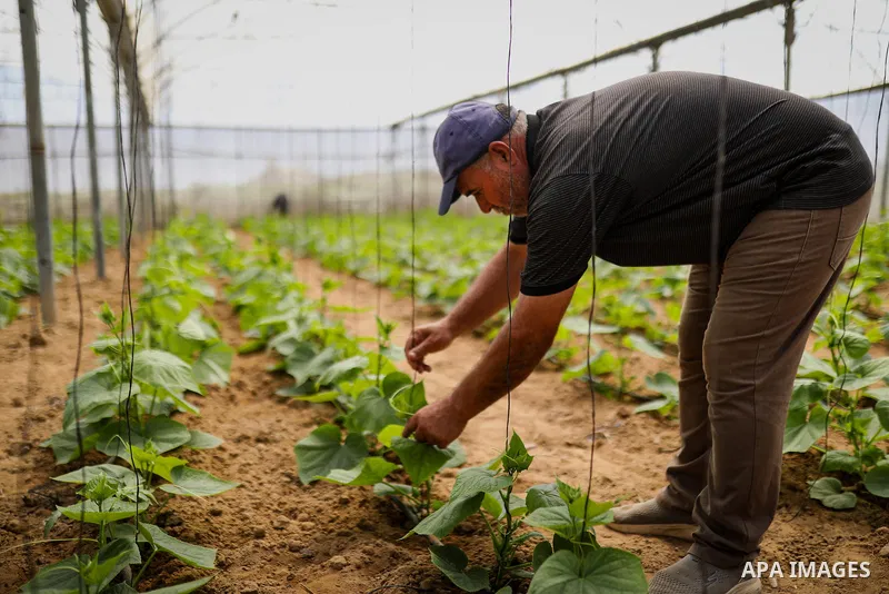Palestinian farmer Azmi Arheim cultivates his land in the al-Zeitoun neighborhood of Gaza City on September 28, 2026, as he works to restore his livelihood amid widespread damage to the agricultural sector. According to...