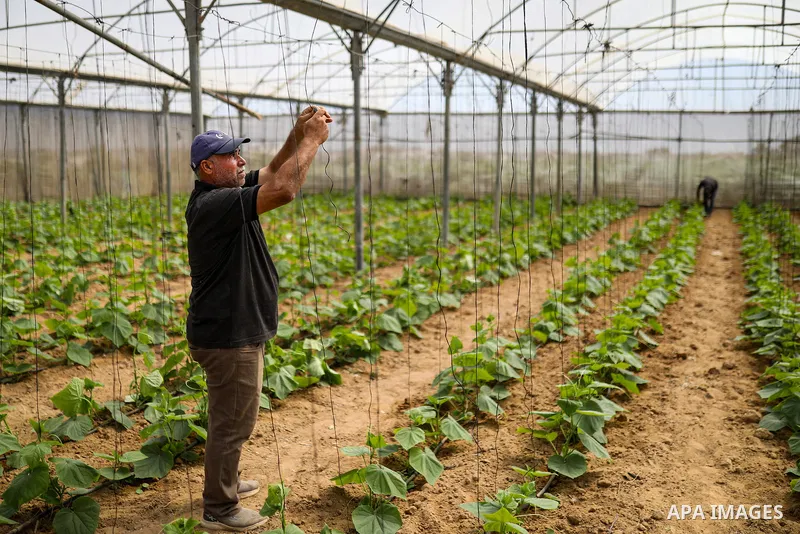 Palestinian farmer Azmi Arheim cultivates his land in the al-Zeitoun neighborhood of Gaza City on September 28, 2026, as he works to restore his livelihood amid widespread damage to the agricultural sector. According to...
