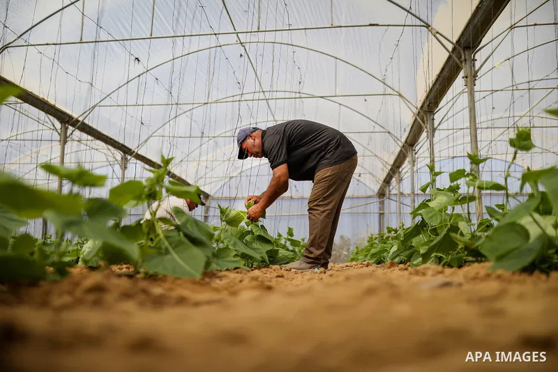Palestinian farmer Azmi Arheim cultivates his land in the al-Zeitoun neighborhood of Gaza City on September 28, 2026, as he works to restore his livelihood amid widespread damage to the agricultural sector. According to...