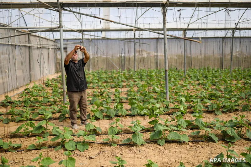 Palestinian farmer Azmi Arheim cultivates his land in the al-Zeitoun neighborhood of Gaza City on September 28, 2026, as he works to restore his livelihood amid widespread damage to the agricultural sector. According to...