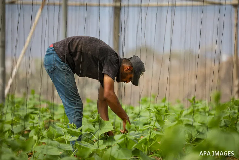 Palestinian farmer Azmi Arheim cultivates his land in the al-Zeitoun neighborhood of Gaza City on September 28, 2026, as he works to restore his livelihood amid widespread damage to the agricultural sector. According to...