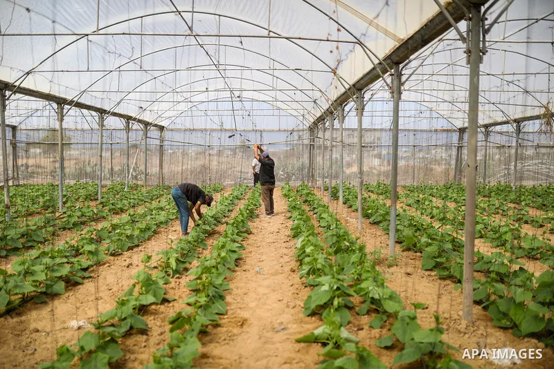 Palestinian farmer Azmi Arheim cultivates his land in the al-Zeitoun neighborhood of Gaza City on September 28, 2026, as he works to restore his livelihood amid widespread damage to the agricultural sector. According to...