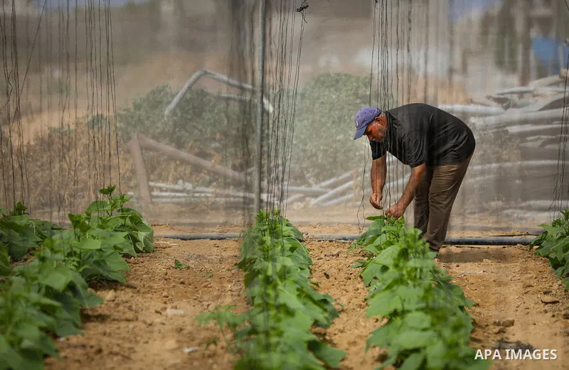 Palestinian farmer Azmi Arheim cultivates his land in the al-Zeitoun neighborhood of Gaza City on September 28, 2026, as he works to restore his livelihood amid widespread damage to the agricultural sector. According to...