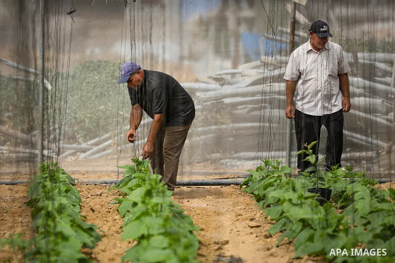 Palestinian farmer Azmi Arheim cultivates his land in the al-Zeitoun neighborhood of Gaza City on September 28, 2026, as he works to restore his livelihood amid widespread damage to the agricultural sector. According to...