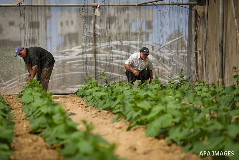 Palestinian farmer Azmi Arheim cultivates his land in the al-Zeitoun neighborhood of Gaza City on September 28, 2026, as he works to restore his livelihood amid widespread damage to the agricultural sector. According to...