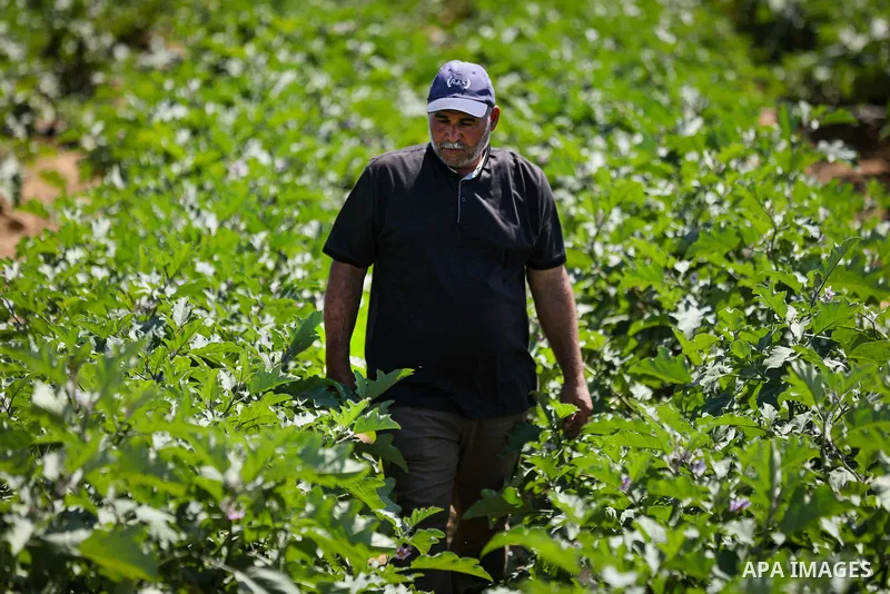 Palestinian farmer Azmi Arheim cultivates his land in the al-Zeitoun neighborhood of Gaza City on September 28, 2026, as he works to restore his livelihood amid widespread damage to the agricultural sector. According to...