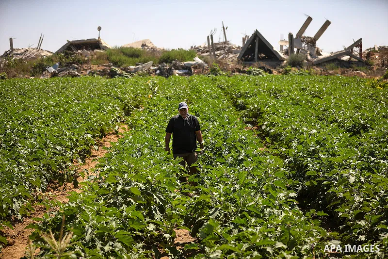 Palestinian farmer Azmi Arheim cultivates his land in the al-Zeitoun neighborhood of Gaza City on September 28, 2026, as he works to restore his livelihood amid widespread damage to the agricultural sector. According to...