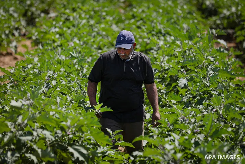 Palestinian farmer Azmi Arheim cultivates his land in the al-Zeitoun neighborhood of Gaza City on September 28, 2026, as he works to restore his livelihood amid widespread damage to the agricultural sector. According to...