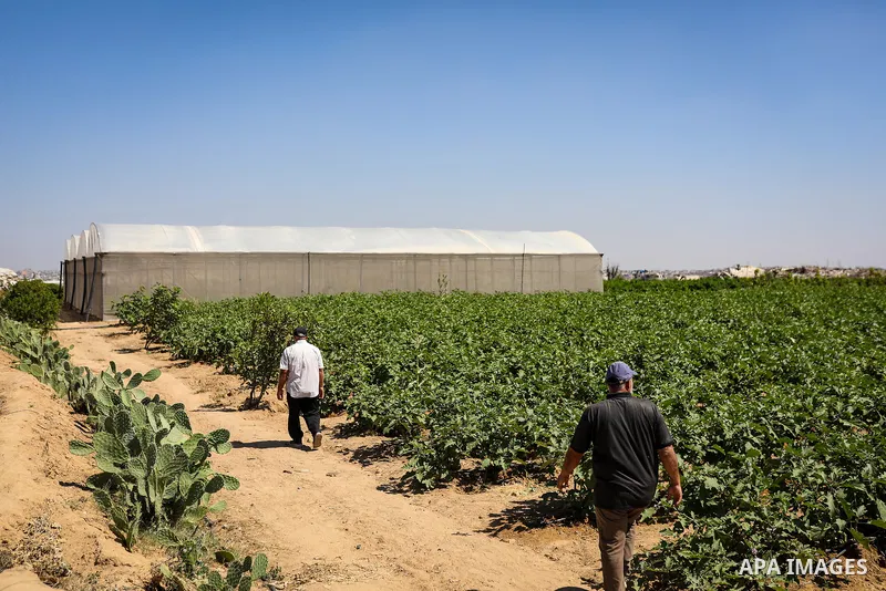 Palestinian farmer Azmi Arheim cultivates his land in the al-Zeitoun neighborhood of Gaza City on September 28, 2026, as he works to restore his livelihood amid widespread damage to the agricultural sector. According to...