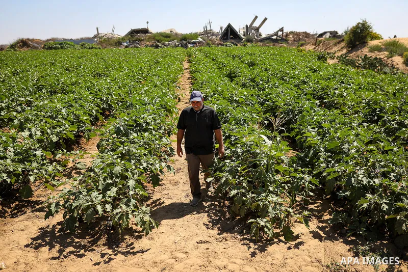Palestinian farmer Azmi Arheim cultivates his land in the al-Zeitoun neighborhood of Gaza City on September 28, 2026, as he works to restore his livelihood amid widespread damage to the agricultural sector. According to...