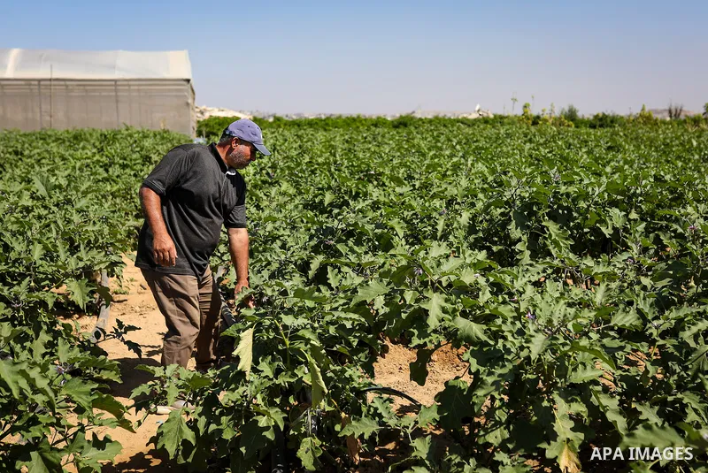 Palestinian farmer Azmi Arheim cultivates his land in the al-Zeitoun neighborhood of Gaza City on September 28, 2026, as he works to restore his livelihood amid widespread damage to the agricultural sector. According to...