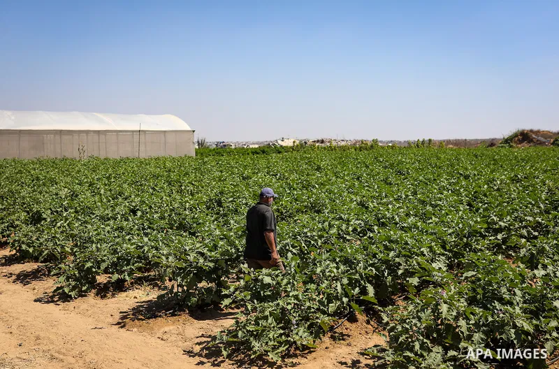Palestinian farmer Azmi Arheim cultivates his land in the al-Zeitoun neighborhood of Gaza City on September 28, 2026, as he works to restore his livelihood amid widespread damage to the agricultural sector. According to...