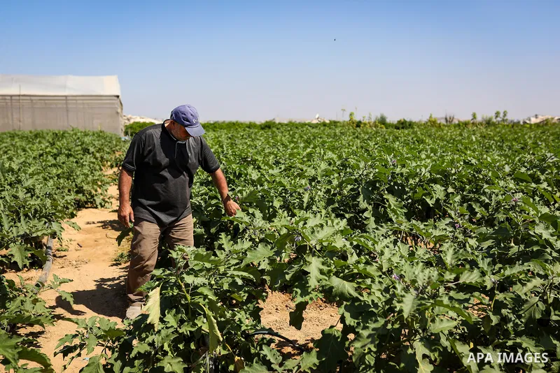 Palestinian farmer Azmi Arheim cultivates his land in the al-Zeitoun neighborhood of Gaza City on September 28, 2026, as he works to restore his livelihood amid widespread damage to the agricultural sector. According to...