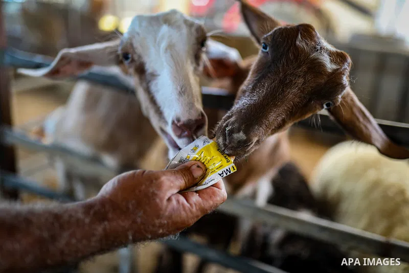 Palestinian livestock and poultry farmers inspect their sheep, chickens and quail at a farm in the al-Zeitoun neighborhood of Gaza City on September 29, 2026, amid shortages of animal feed and resources needed for their...
