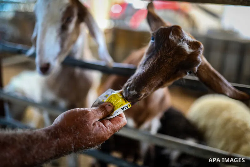 Palestinian livestock and poultry farmers inspect their sheep, chickens and quail at a farm in the al-Zeitoun neighborhood of Gaza City on September 29, 2026, amid shortages of animal feed and resources needed for their...
