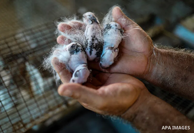 Palestinian livestock and poultry farmers inspect their sheep, chickens and quail at a farm in the al-Zeitoun neighborhood of Gaza City on September 29, 2026, amid shortages of animal feed and resources needed for their...
