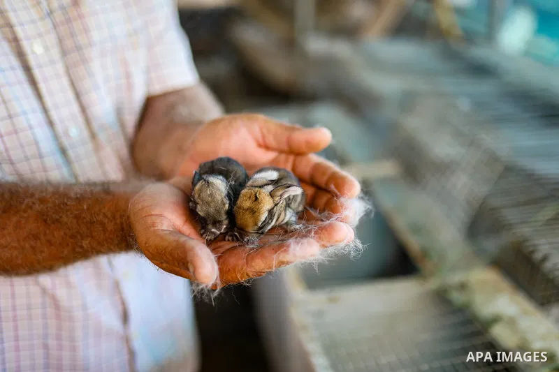 Palestinian livestock and poultry farmers inspect their sheep, chickens and quail at a farm in the al-Zeitoun neighborhood of Gaza City on September 29, 2026, amid shortages of animal feed and resources needed for their...