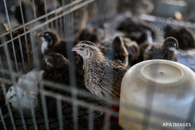Palestinian livestock and poultry farmers inspect their sheep, chickens and quail at a farm in the al-Zeitoun neighborhood of Gaza City on September 29, 2026, amid shortages of animal feed and resources needed for their...