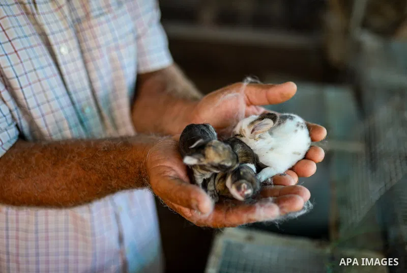 Palestinian livestock and poultry farmers inspect their sheep, chickens and quail at a farm in the al-Zeitoun neighborhood of Gaza City on September 29, 2026, amid shortages of animal feed and resources needed for their...