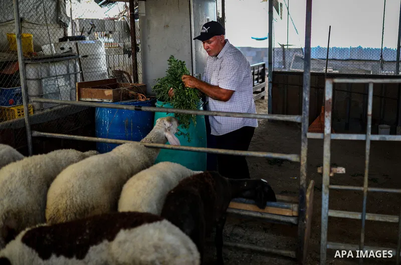 Palestinian livestock and poultry farmers inspect their sheep, chickens and quail at a farm in the al-Zeitoun neighborhood of Gaza City on September 29, 2026, amid shortages of animal feed and resources needed for their...