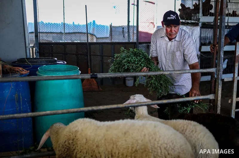 Palestinian livestock and poultry farmers inspect their sheep, chickens and quail at a farm in the al-Zeitoun neighborhood of Gaza City on September 29, 2026, amid shortages of animal feed and resources needed for their...