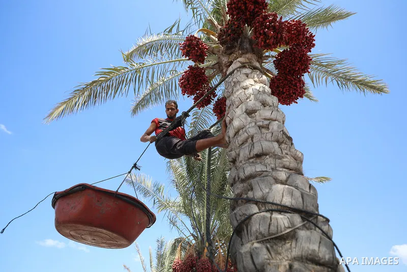 Palestinians pick dates from palm trees during the harvest season in Deir al-Balah, in the central Gaza Strip, on October 4, 2026. The city has long been associated with palm cultivation, while farmers in the Gaza Strip...