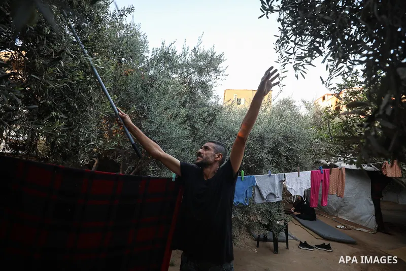 Displaced Palestinians pick olives beside their tents in Deir al-Balah, in the central Gaza Strip, on October 9, 2026, as the olive harvest season begins. The war has damaged agricultural land, hindered access to wide ar...