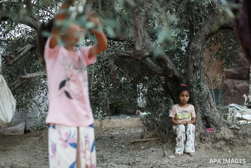 Displaced Palestinians pick olives beside their tents in Deir al-Balah, in the central Gaza Strip, on October 9, 2026, as the olive harvest season begins. The war has damaged agricultural land, hindered access to wide ar...