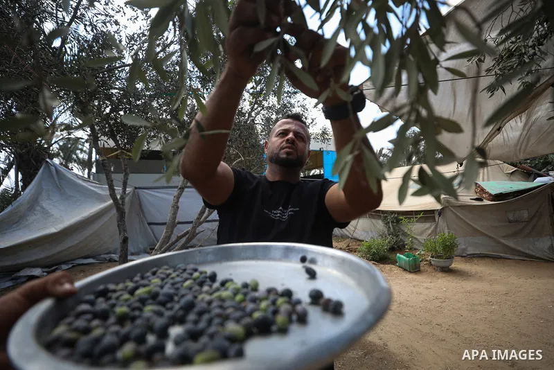 Displaced Palestinians pick olives beside their tents in Deir al-Balah, in the central Gaza Strip, on October 9, 2026, as the olive harvest season begins. The war has damaged agricultural land, hindered access to wide ar...